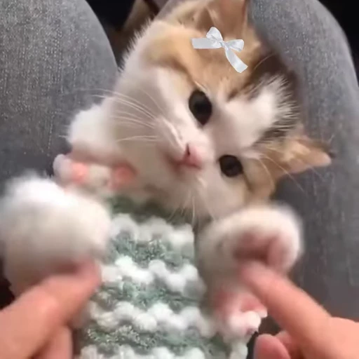 💕 Стикер «Miu» для Telegram