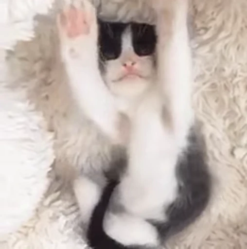💕 Стикер «Miu» для Telegram