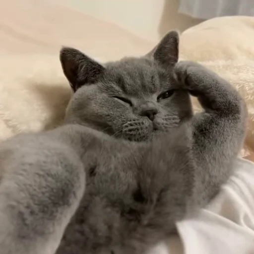 💕 Стикер «Miu» для Telegram