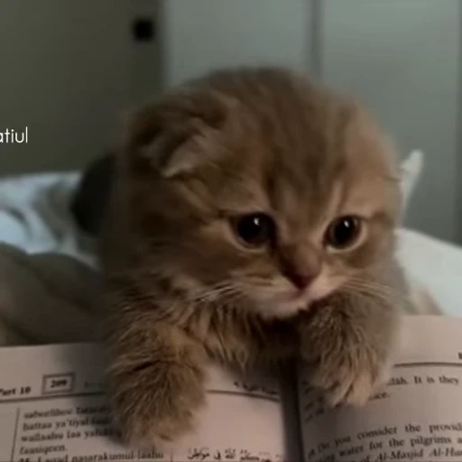 💕 Стикер «Miu» для Telegram