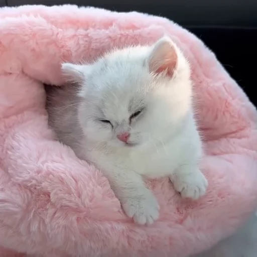 💕 Стикер «Miu» для Telegram