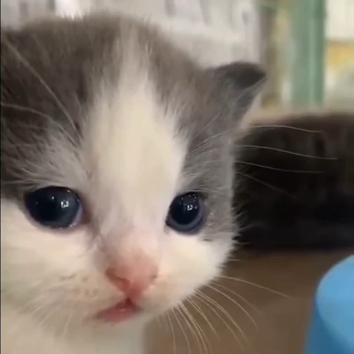 💕 Стикер «Miu» для Telegram