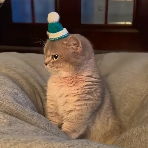 💕 Стикер «Miu» для Telegram