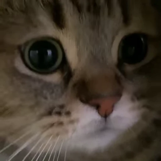 💕 Стикер «Miu» для Telegram