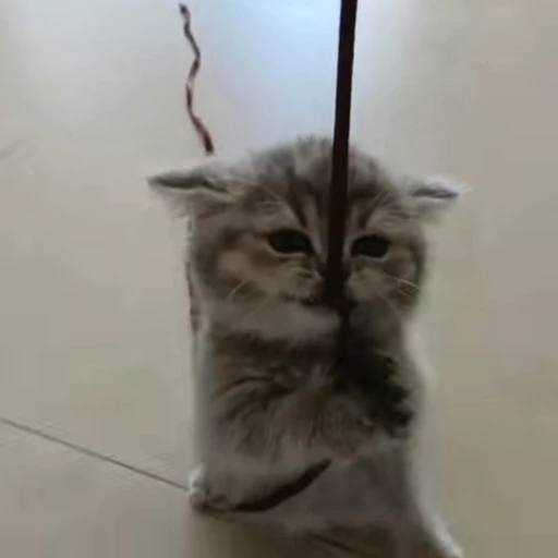 💕 Стикер «Miu» для Telegram