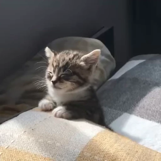 💕 Стикер «Miu» для Telegram