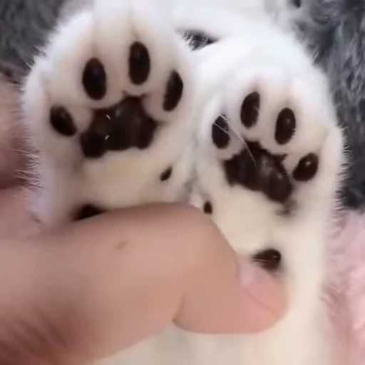 💕 Стикер «Miu» для Telegram