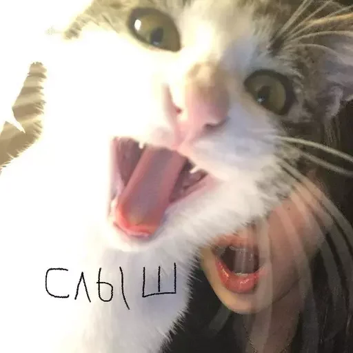 ☠️ Стикер «как же я лбблю кореяночек» для Telegram