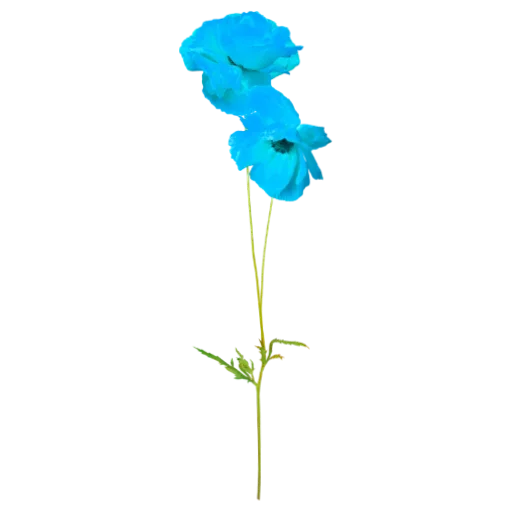 😙 Стикер «Цветы» для Telegram
