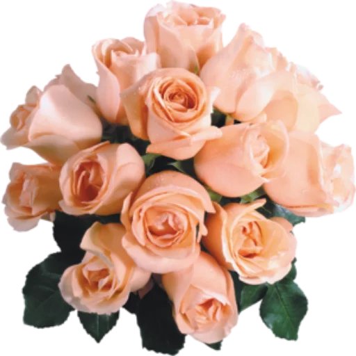 🌺 Стикер «Цветы 2» для Telegram