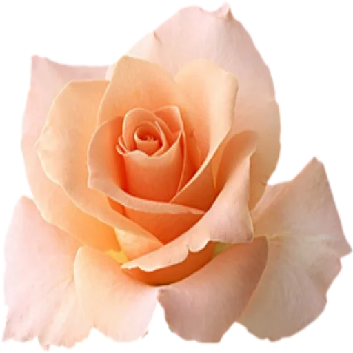 🌺 Стикер «Цветы 2» для Telegram