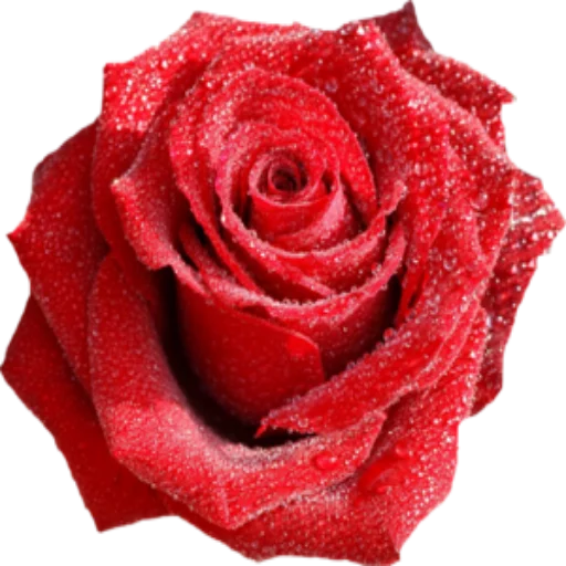 🌺 Стикер «Цветы 2» для Telegram