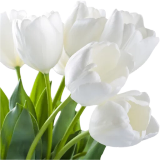 🌺 Стикер «Цветы 2» для Telegram