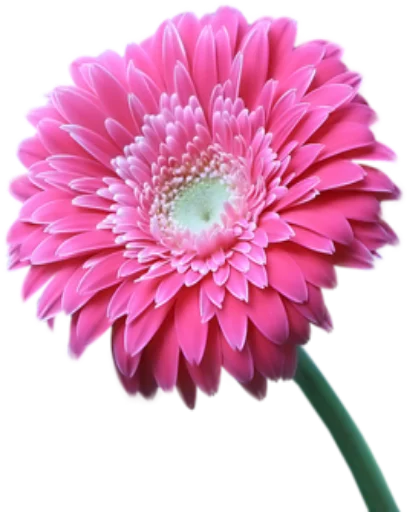 🌺 Стикер «Цветы 2» для Telegram