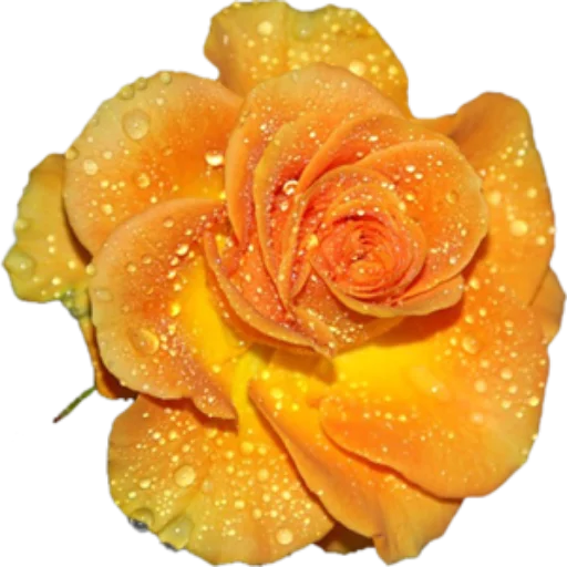 🌺 Стикер «Цветы 2» для Telegram