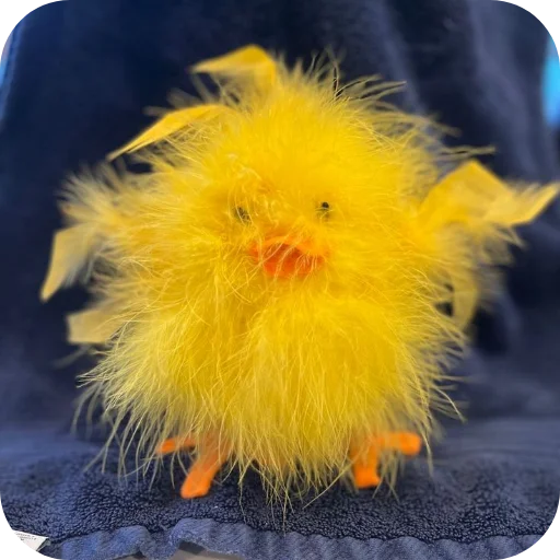 🦆 Стикер «ЦЫПЫ» для Telegram