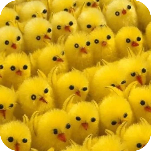 🐦 Стикер «ЦЫПЫ» для Telegram