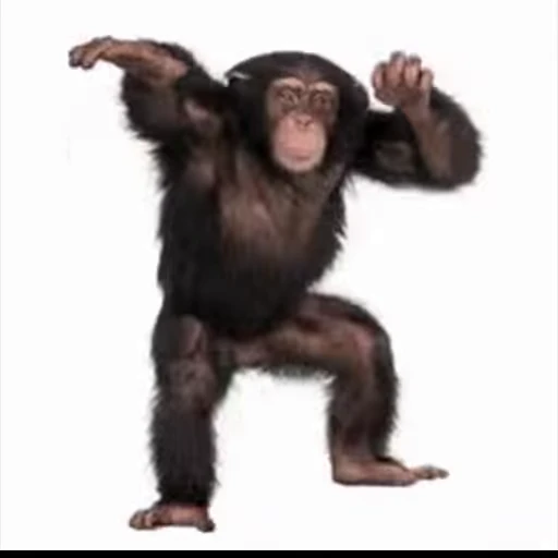 🐒 Стикер «D4RKCHAT» для Telegram