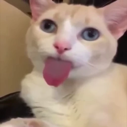 👅 Стикер «D4RKCHAT» для Telegram