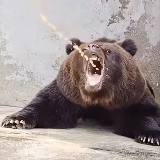 🐻 Стикер «D4RKCHAT» для Telegram