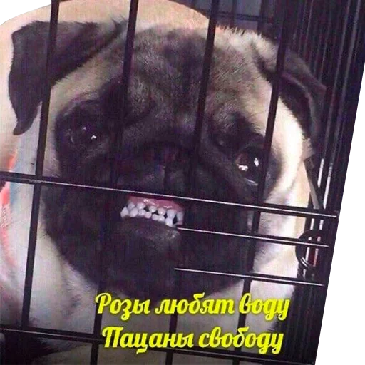 🆓 Стикер «ДА. Стикеры для важных переговоров» для Telegram