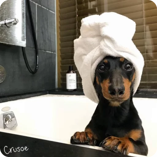 🚿 Стикер «Таксы любимки» для Telegram