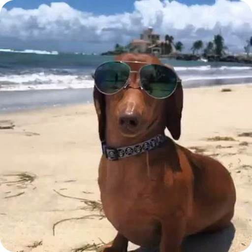 🏖 Стикер «Таксы любимки» для Telegram