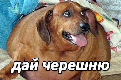 🍒 Стикер «daidenuk» для Telegram