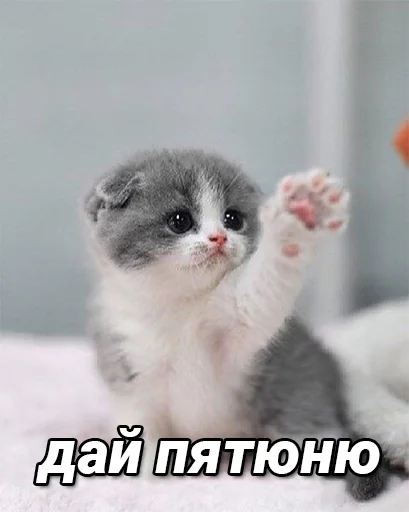 🙌 Стикер «daidenuk» для Telegram