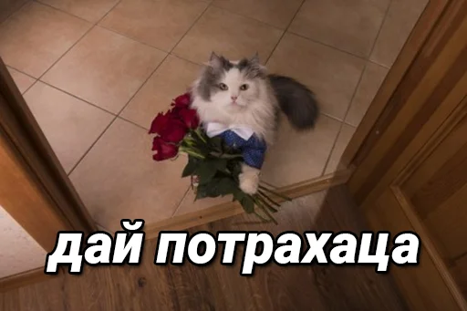 🌹 Стикер «daidenuk» для Telegram