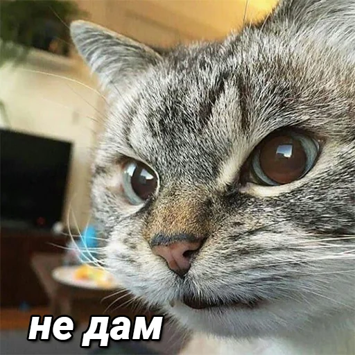 😠 Стикер «daidenuk» для Telegram