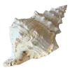 🐚 Эмодзи «flawless» для Telegram