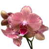 🩷 Эмодзи «flawless» для Telegram