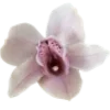 🪷 Эмодзи «flawless» для Telegram