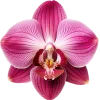 🤩 Эмодзи «flawless» для Telegram