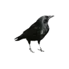 Стикер 30 Dark Tg