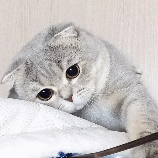 Стикерпак DARLING для Telegram