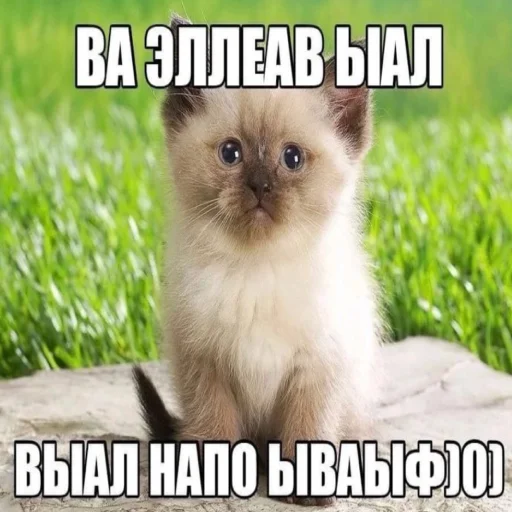 🫠 Стикер «Бухнём?)» для Telegram