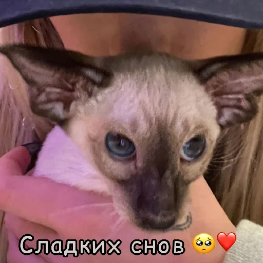 🥺 Стикер «Ivleeva / Ивлеева» для Telegram