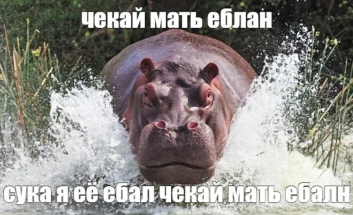 🤬 Стикер «дындра» для Telegram