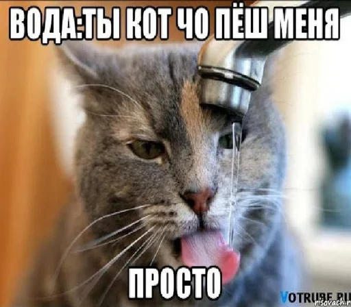 🐈 Стикер «дындра» для Telegram