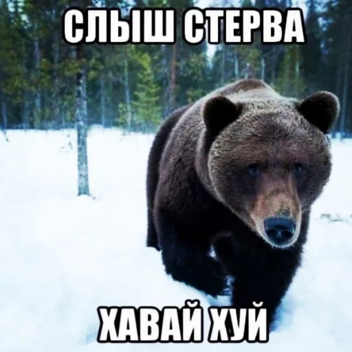 😋 Стикер «дындра» для Telegram