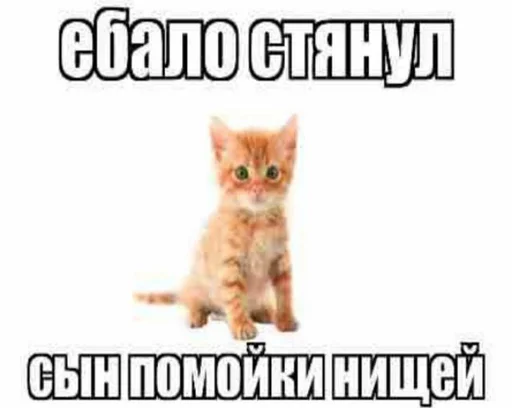 🥺 Стикер «дындра» для Telegram