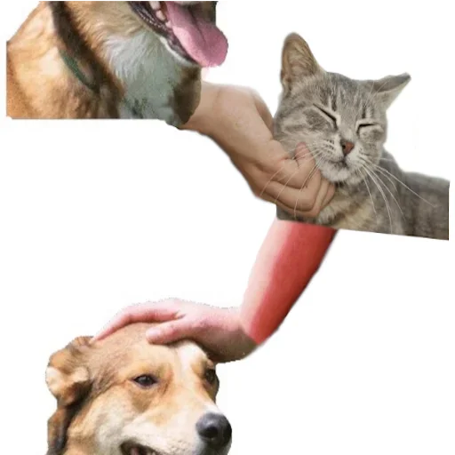 🐈 Стикер «DDDoges» для Telegram