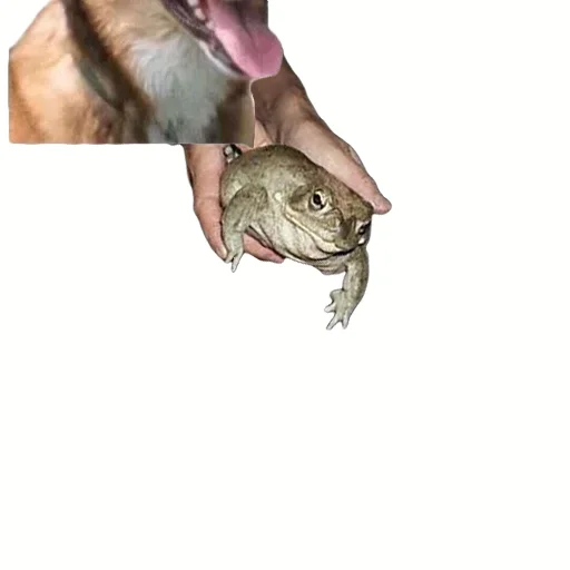 🐸 Стикер «DDDoges» для Telegram