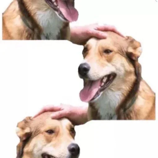 🐶 Стикер «DDDoges» для Telegram