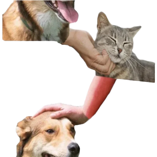 🐈 Стикер «DDDoges» для Telegram