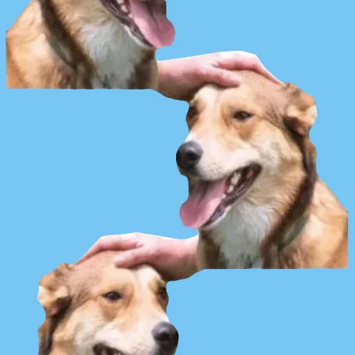 🟦 Стикер «DDDoges» для Telegram