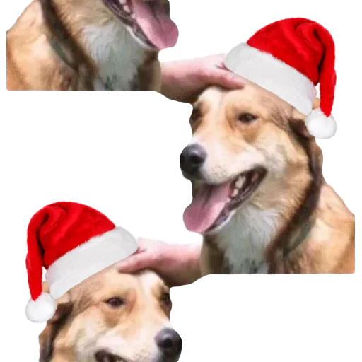 🎄 Стикер «DDDoges» для Telegram