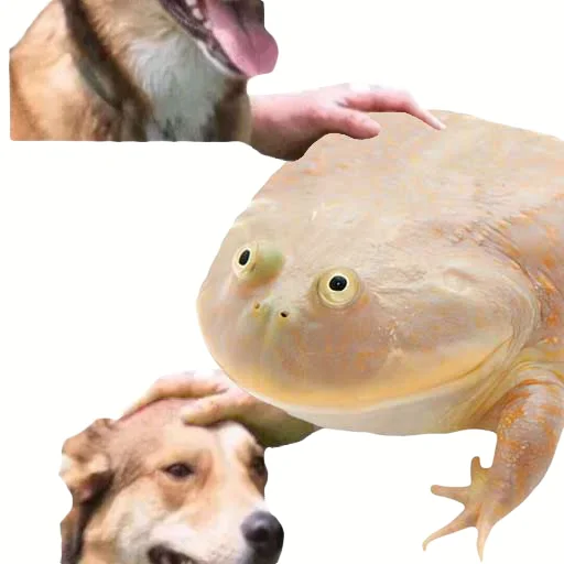 🐸 Стикер «DDDoges» для Telegram